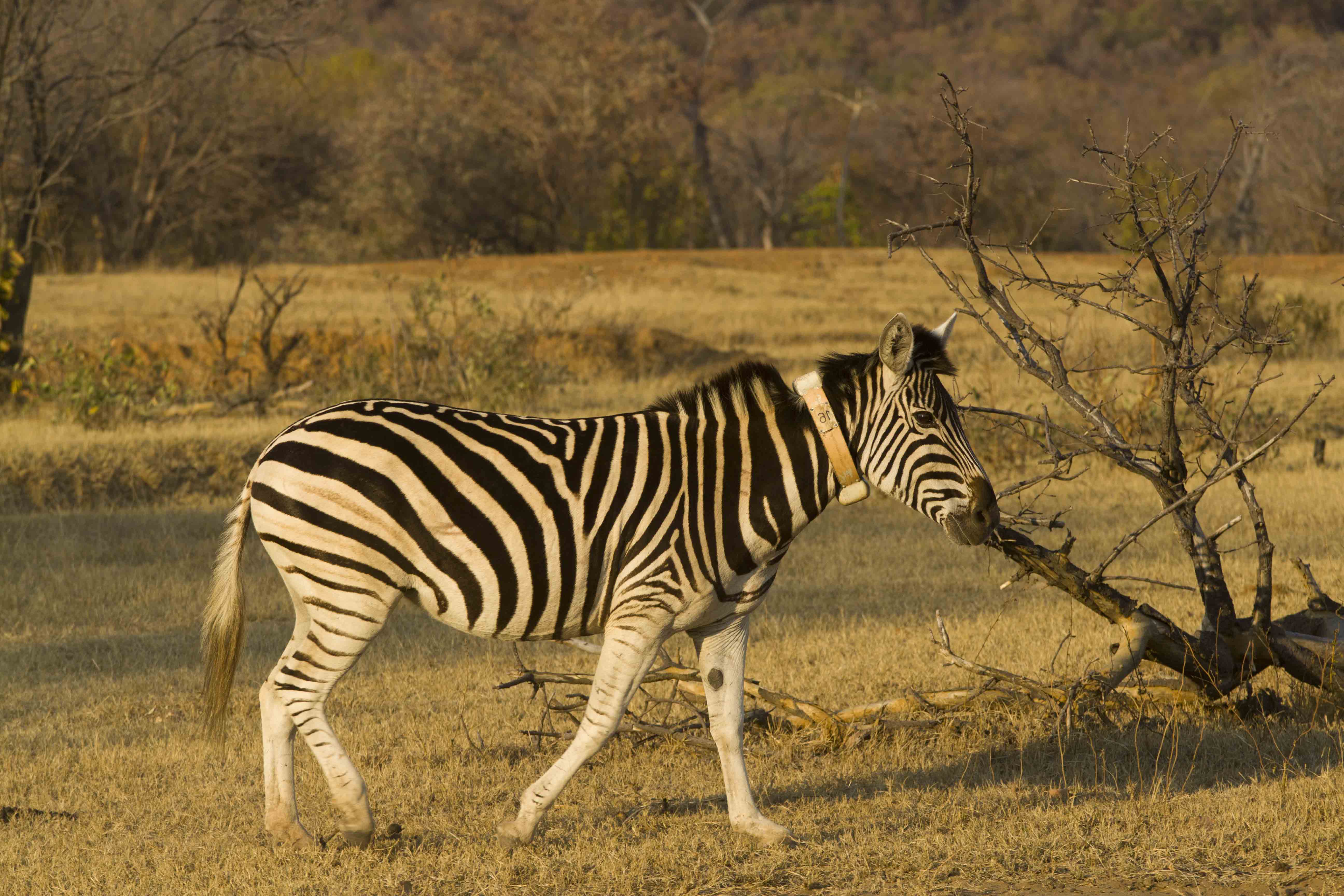 Top Anti-poaching Cop Fired